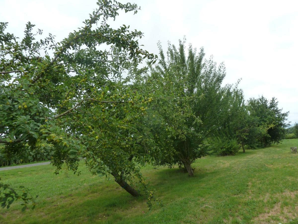 Gite Cosy Grand Confort Dans Un Ecrin De Verdure Agudelle Экстерьер фото